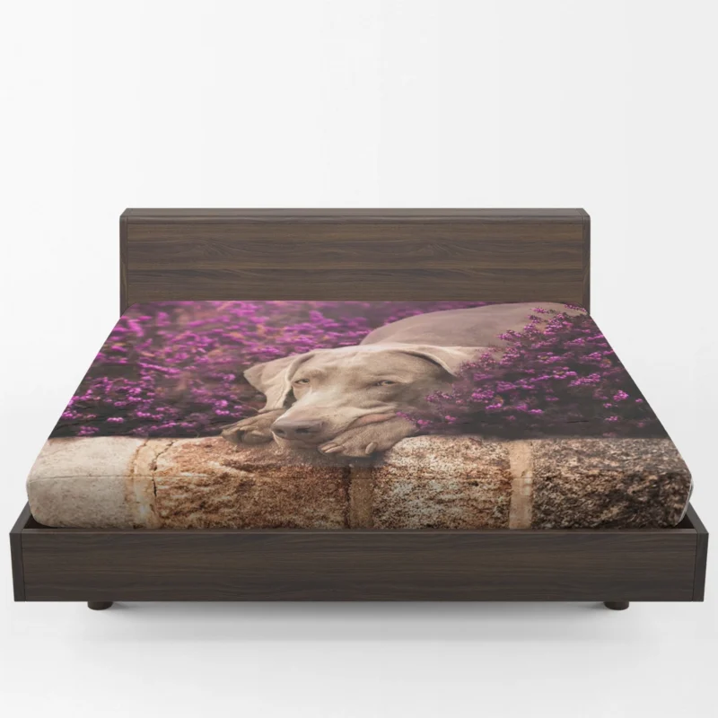 Majestic in Purple: Weimaraner Quartet Fitted Sheet 1