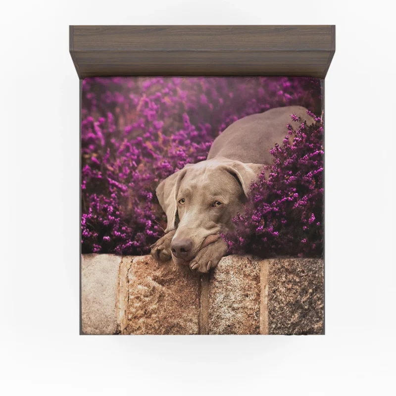 Majestic in Purple: Weimaraner Quartet Fitted Sheet