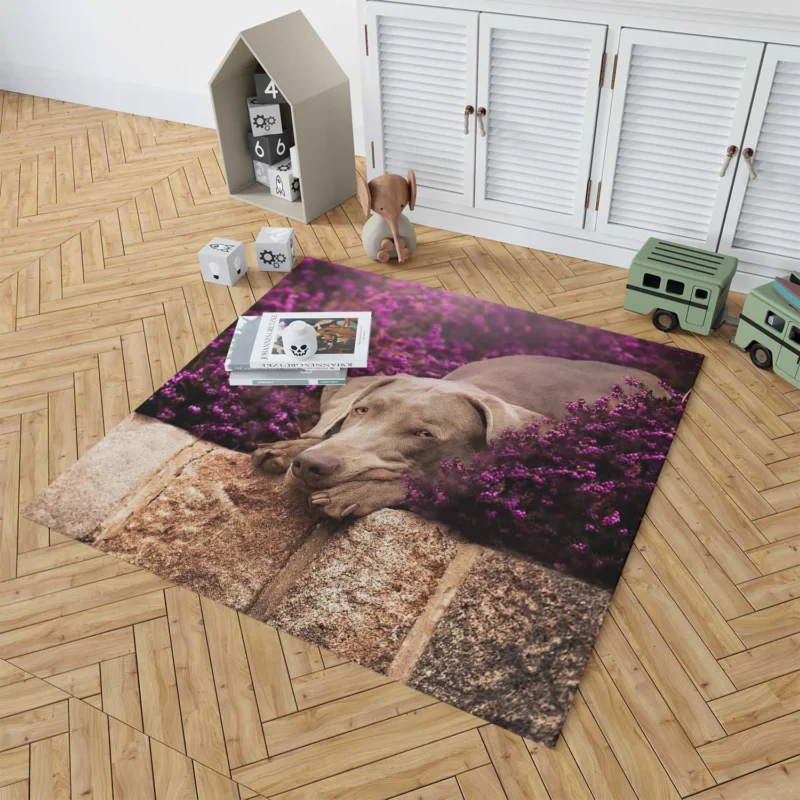 Majestic in Purple: Weimaraner Quartet Floor Rug 1