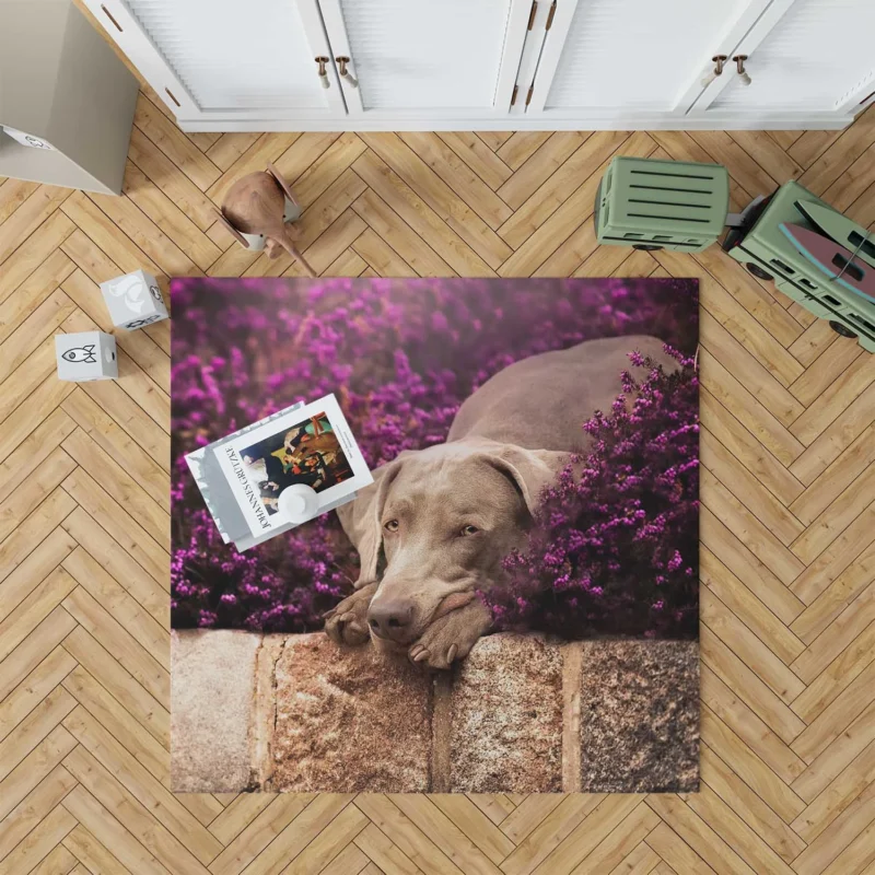 Majestic in Purple: Weimaraner Quartet Floor Rug