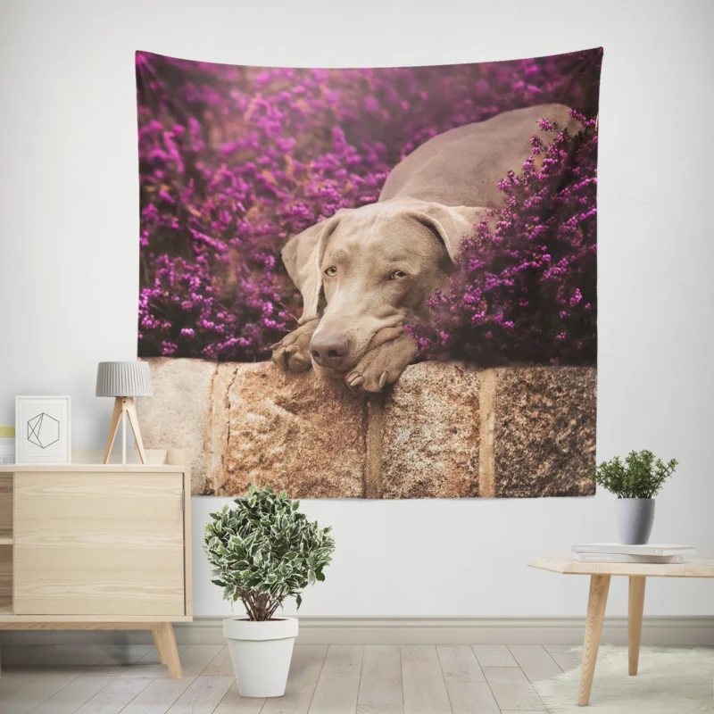 Majestic in Purple  Weimaraner Quartet Wall Tapestry