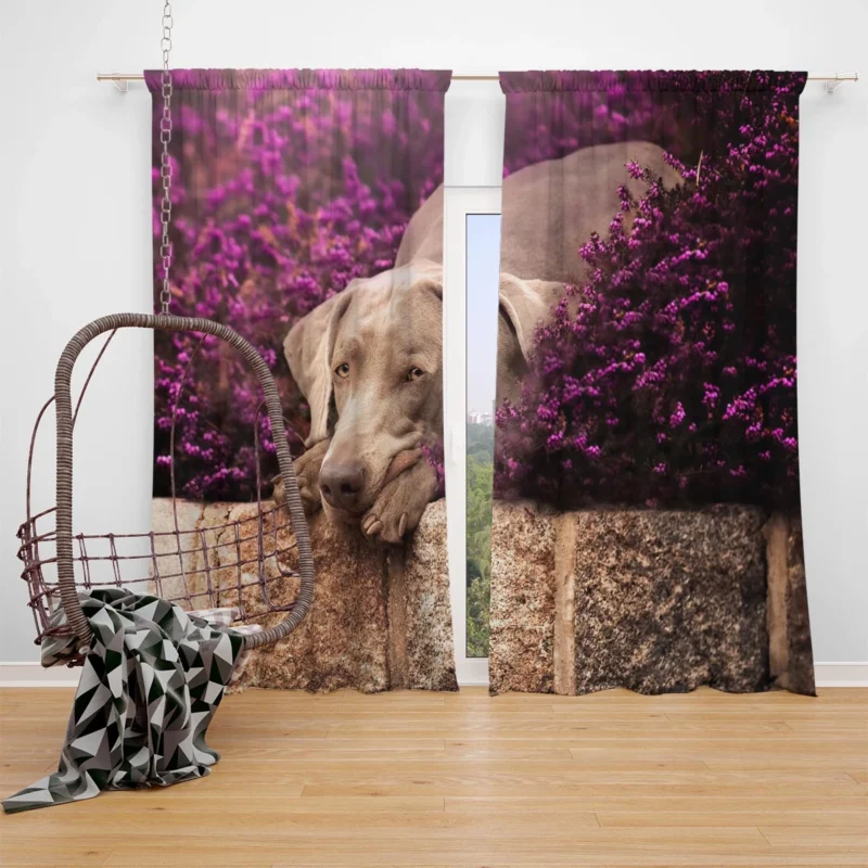 Majestic in Purple: Weimaraner Quartet Window Curtain