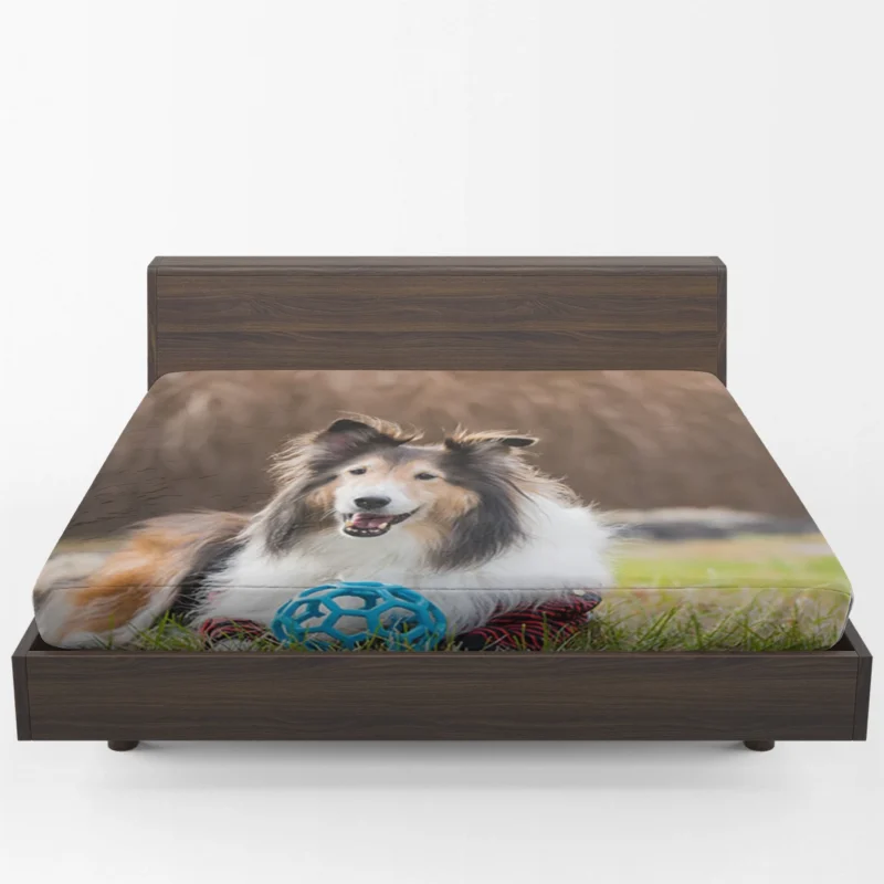 Majesty in Collies: Fourfold Rough Collie Quartet Fitted Sheet 1