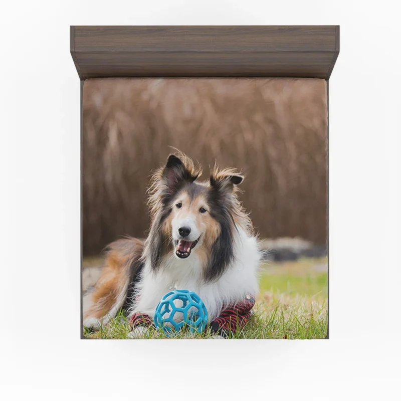 Majesty in Collies: Fourfold Rough Collie Quartet Fitted Sheet