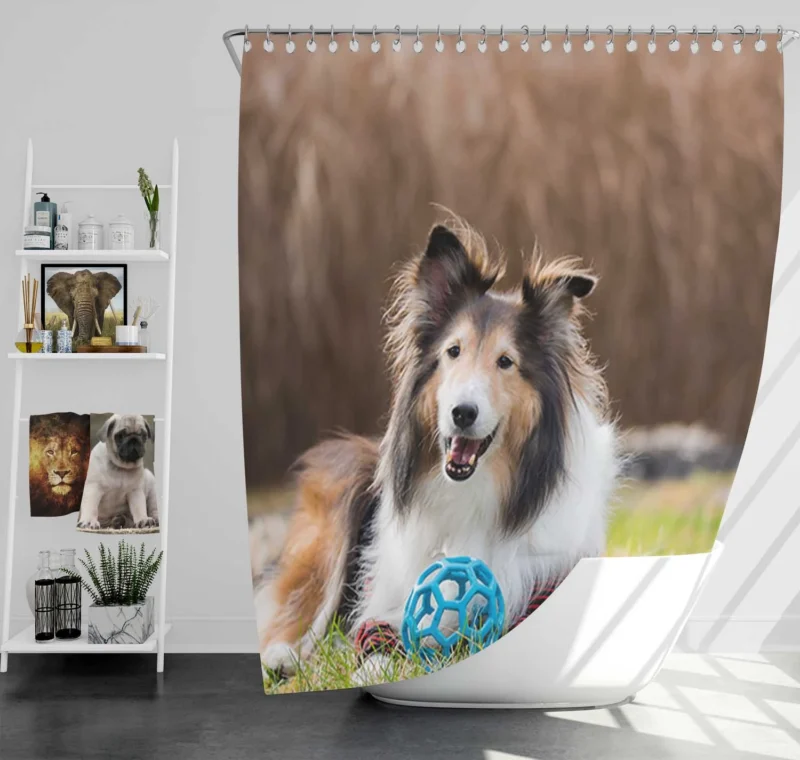 Majesty in Collies: Fourfold Rough Collie Quartet Shower Curtain