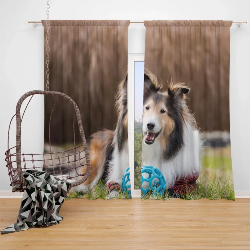 Majesty in Collies: Fourfold Rough Collie Quartet Window Curtain