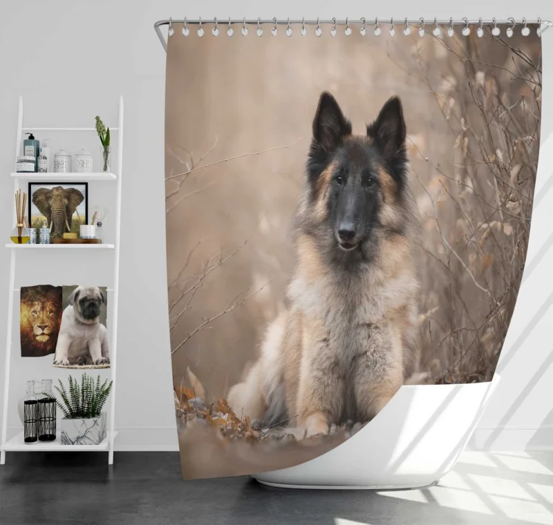 Malinois Beauty and Versatility: Belgian Shepherd Shower Curtain