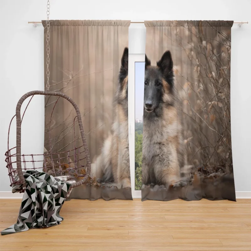 Malinois Beauty and Versatility: Belgian Shepherd Window Curtain