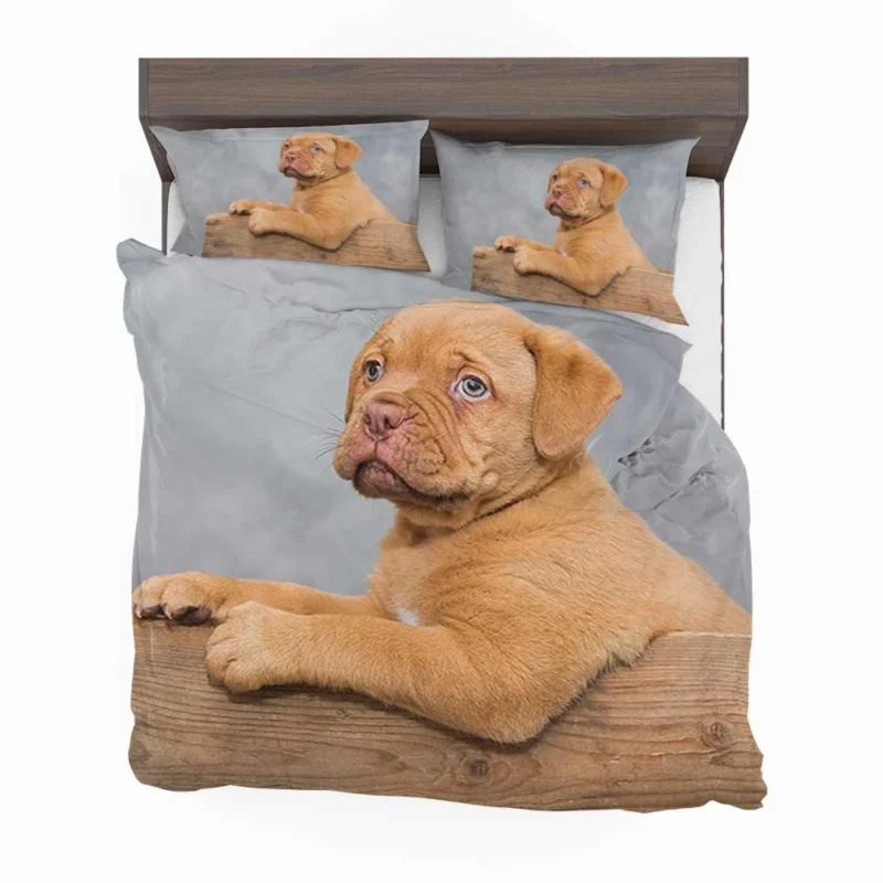 Mastiff Puppy in a Box: Dogue de Bordeaux Quartet Bedding Set 1