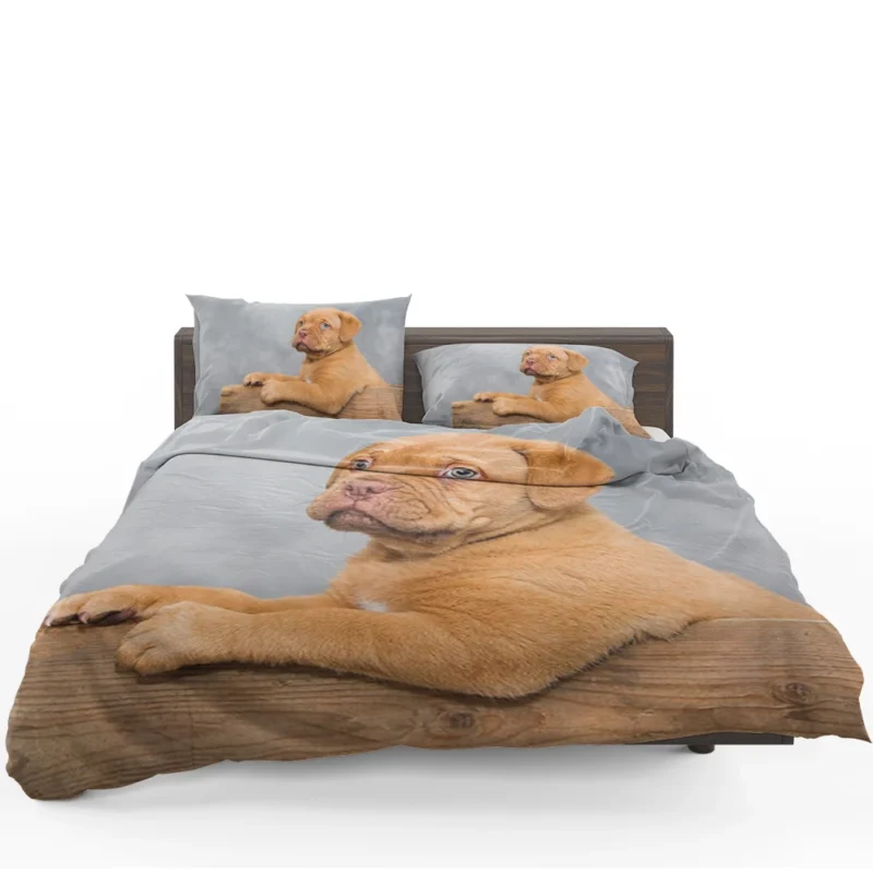 Mastiff Puppy in a Box: Dogue de Bordeaux Quartet Bedding Set