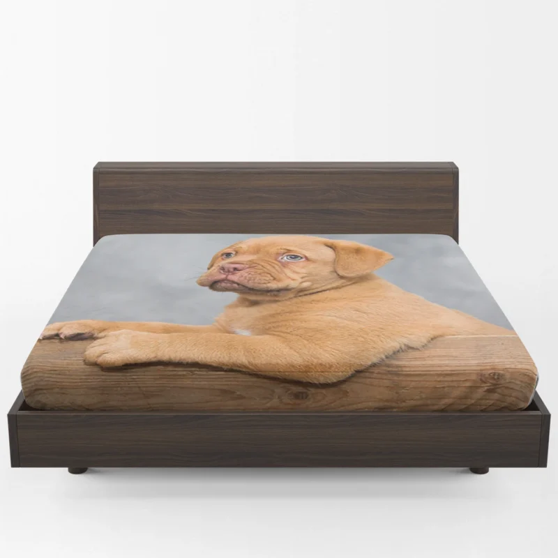 Mastiff Puppy in a Box: Dogue de Bordeaux Quartet Fitted Sheet 1