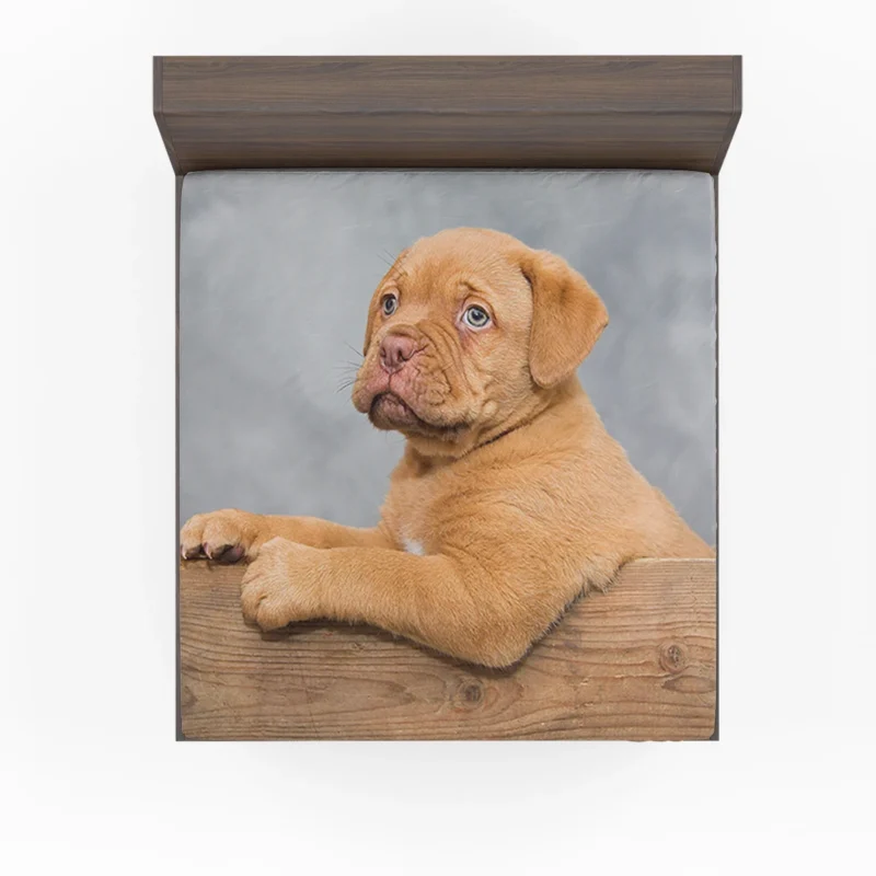 Mastiff Puppy in a Box: Dogue de Bordeaux Quartet Fitted Sheet