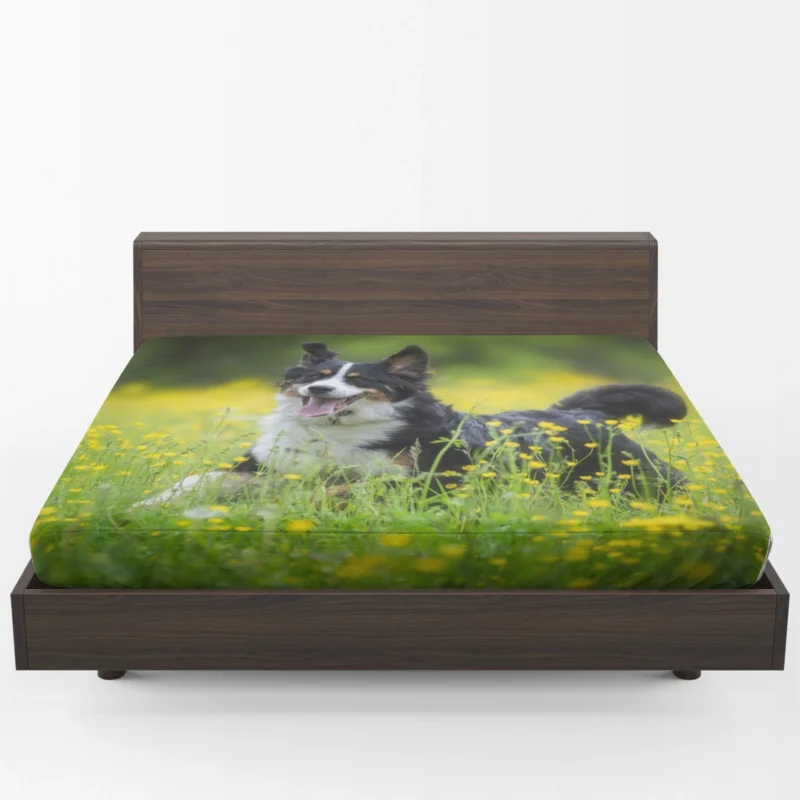 Meadow Adorned with Blooms: Sennenhund Quartet Fitted Sheet 1