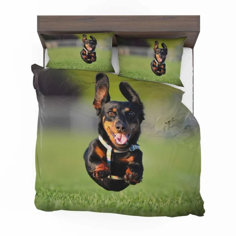 Mid-Air Leap of Dachshund: Quartet Bedding Set 1