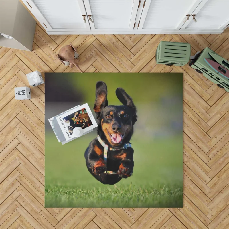 Mid-Air Leap of Dachshund: Quartet Floor Rug