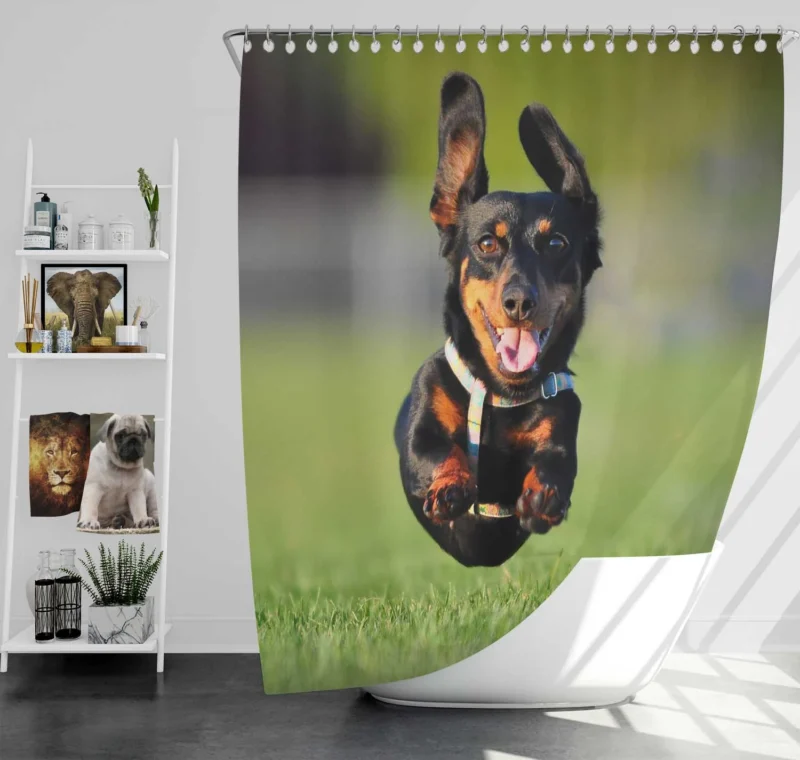 Mid-Air Leap of Dachshund: Quartet Shower Curtain