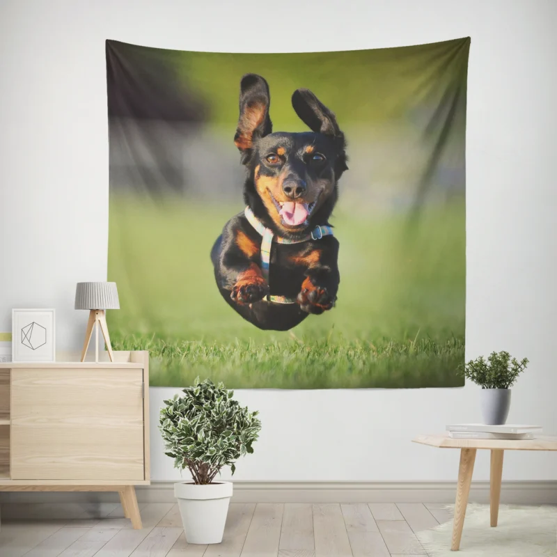 Mid-Air Leap of Dachshund  Quartet Wall Tapestry