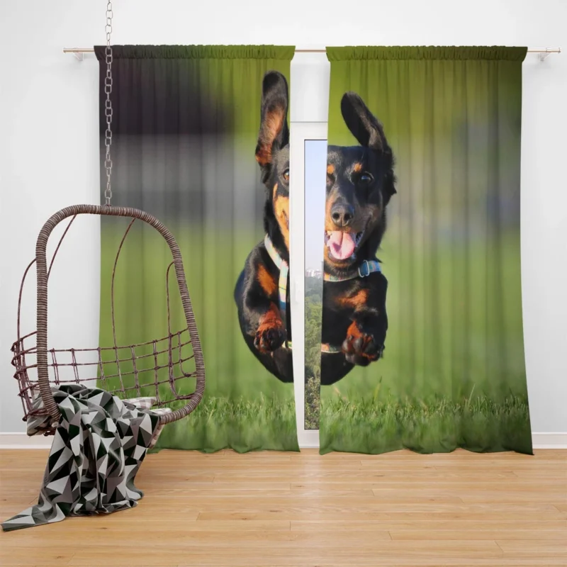 Mid-Air Leap of Dachshund: Quartet Window Curtain