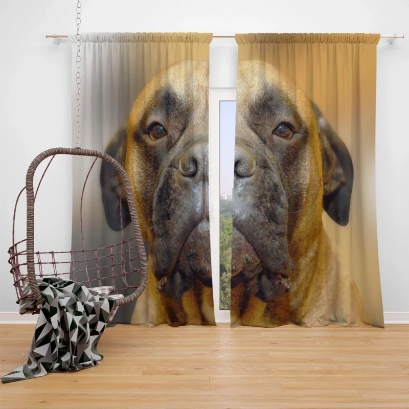 Muzzle Magic in Blur: Bullmastiff Quartet Window Curtain