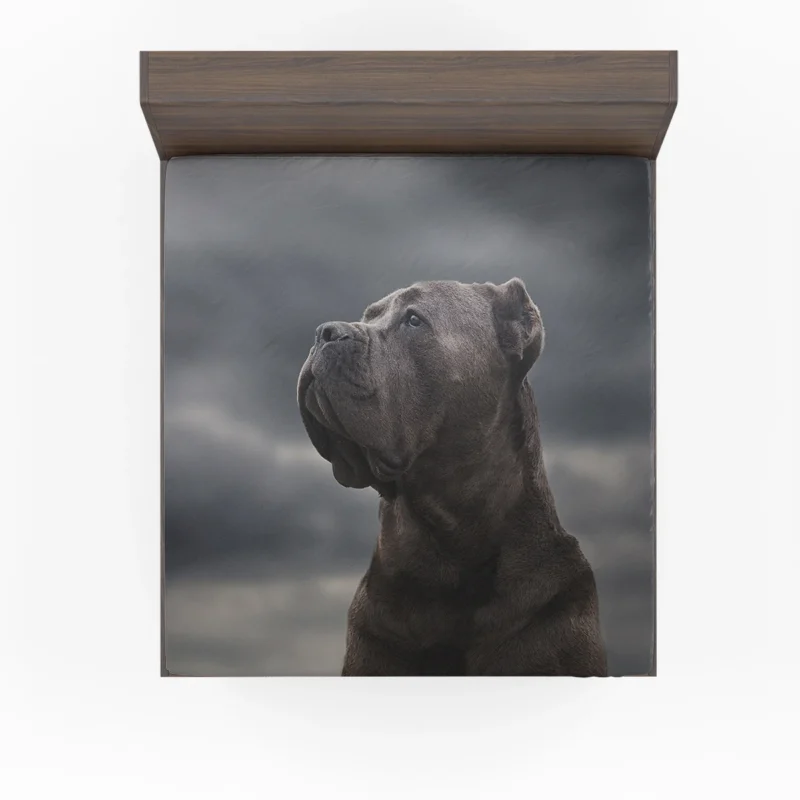 Muzzle Mystery: Cane Corso Quartet Fitted Sheet