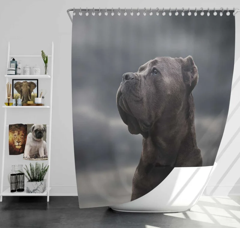 Muzzle Mystery: Cane Corso Quartet Shower Curtain