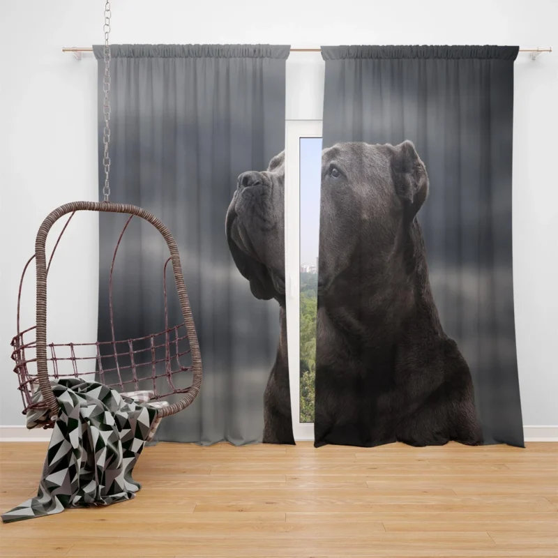 Muzzle Mystery: Cane Corso Quartet Window Curtain