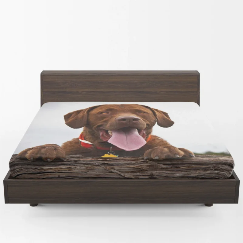 Nature Elegance Dog: Labrador Quartet Fitted Sheet 1