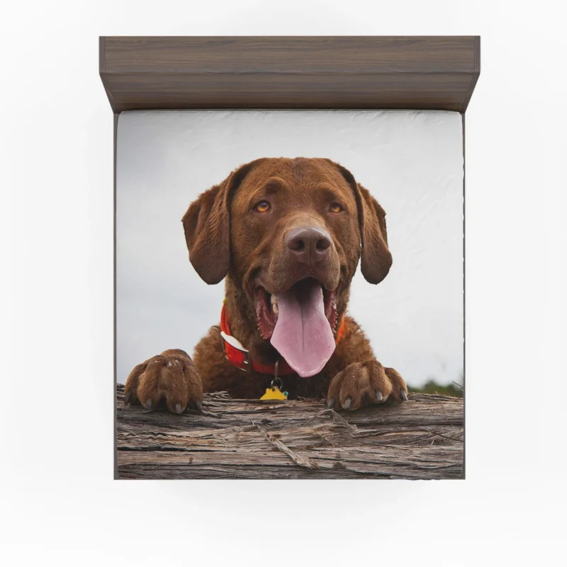 Nature Elegance Dog: Labrador Quartet Fitted Sheet