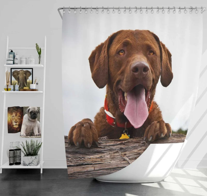 Nature Elegance Dog: Labrador Quartet Shower Curtain