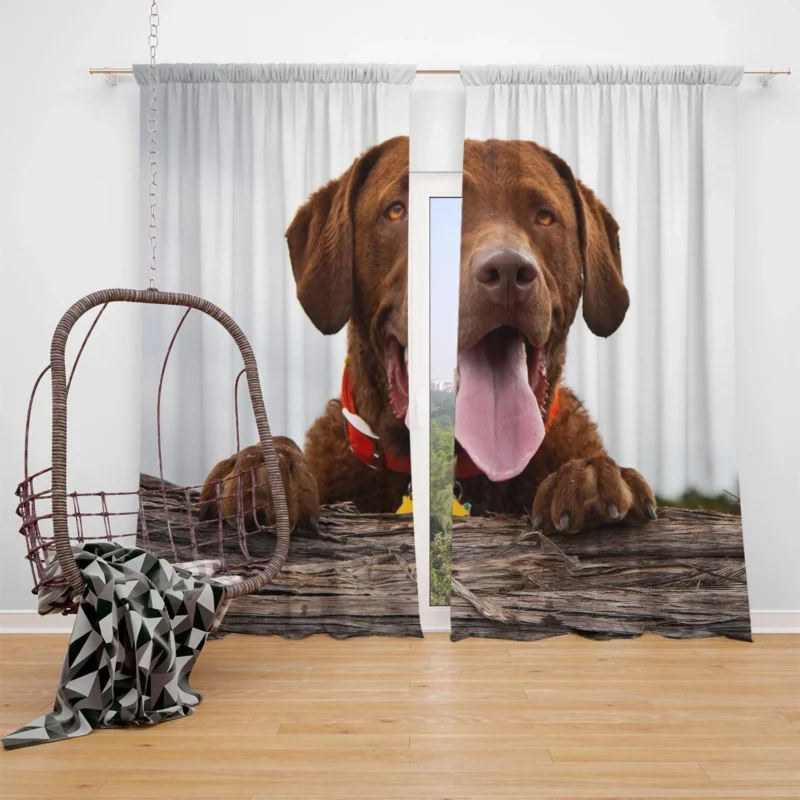 Nature Elegance Dog: Labrador Quartet Window Curtain