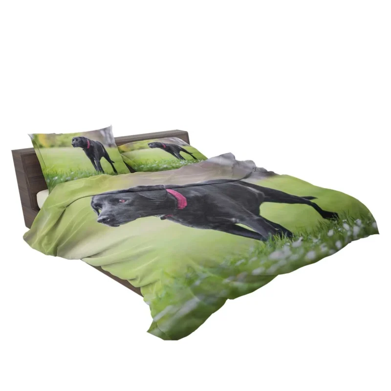 Nature Quartet: Labrador Depth of Field Bedding Set 2