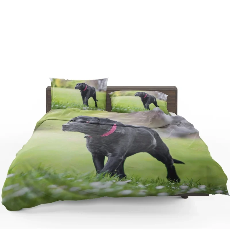 Nature Quartet: Labrador Depth of Field Bedding Set