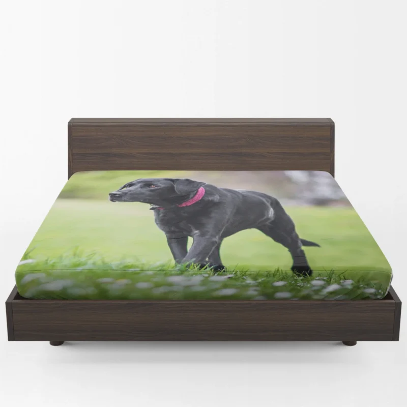 Nature Quartet: Labrador Depth of Field Fitted Sheet 1