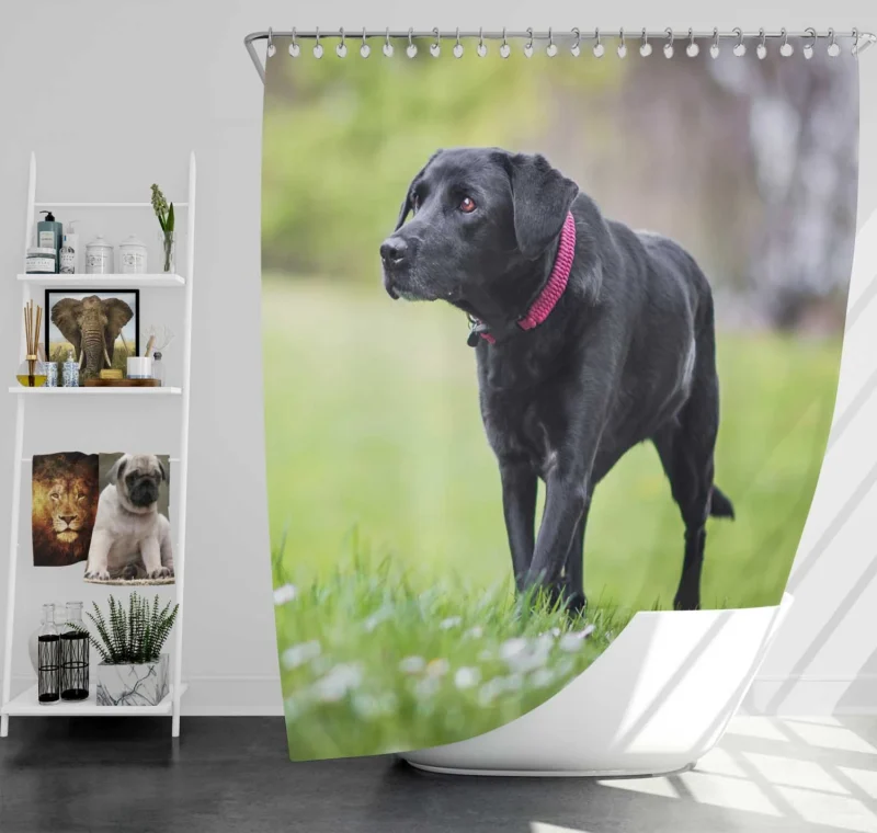 Nature Quartet: Labrador Depth of Field Shower Curtain