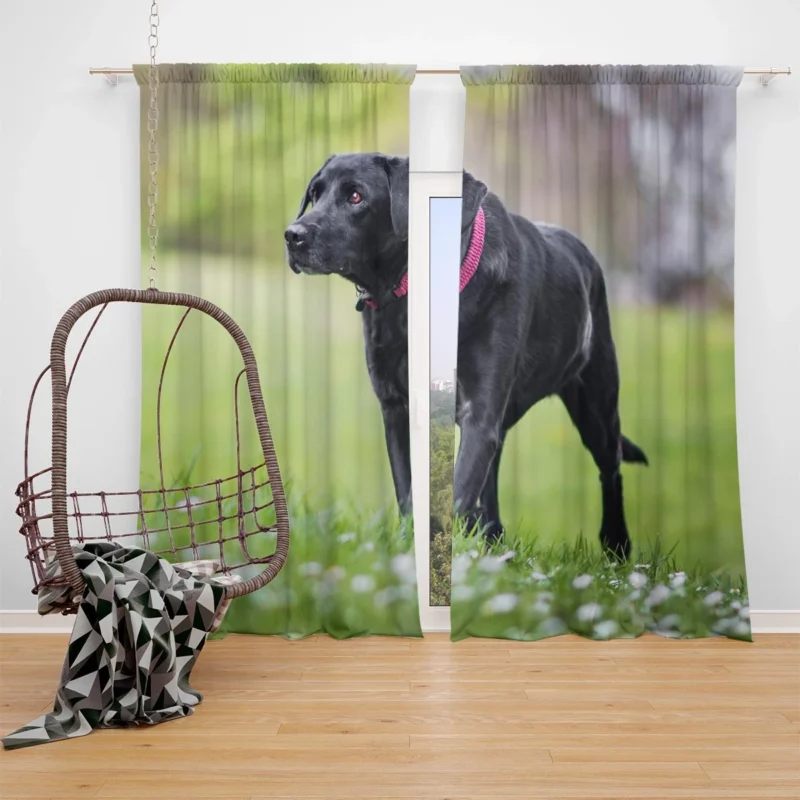 Nature Quartet: Labrador Depth of Field Window Curtain