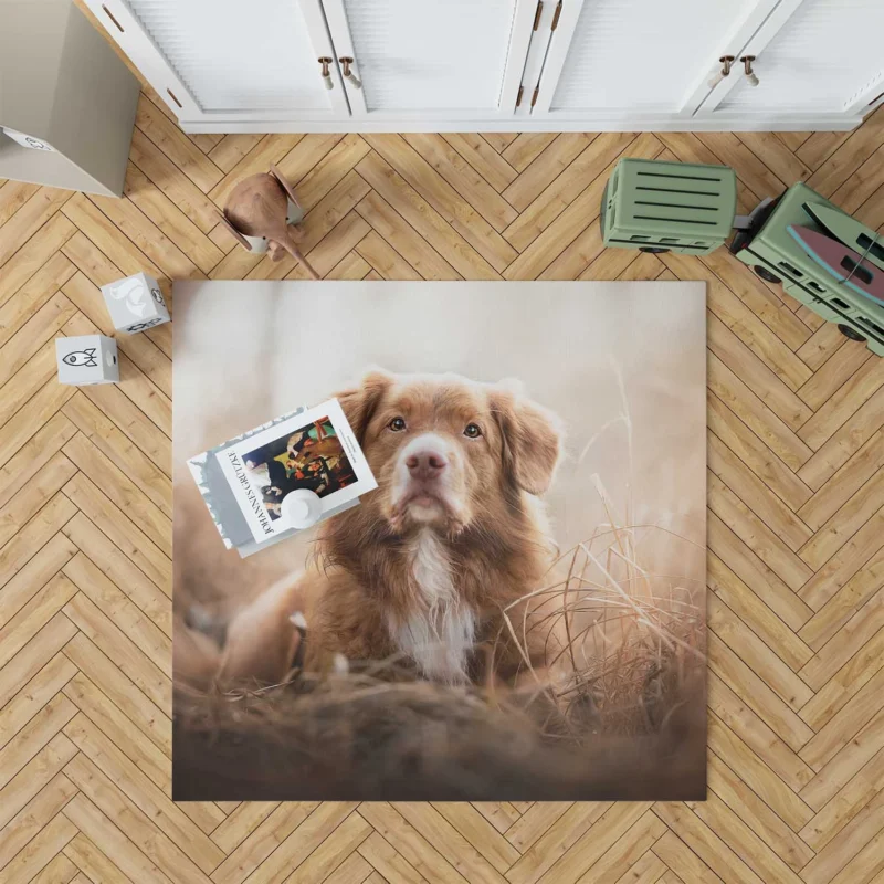 Nova Scotia Duck Tolling Retriever Quartet Dog Floor Rug