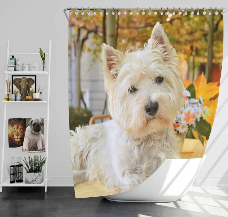 Overflowing Cute: West Highland White Terrier Quartet Shower Curtain