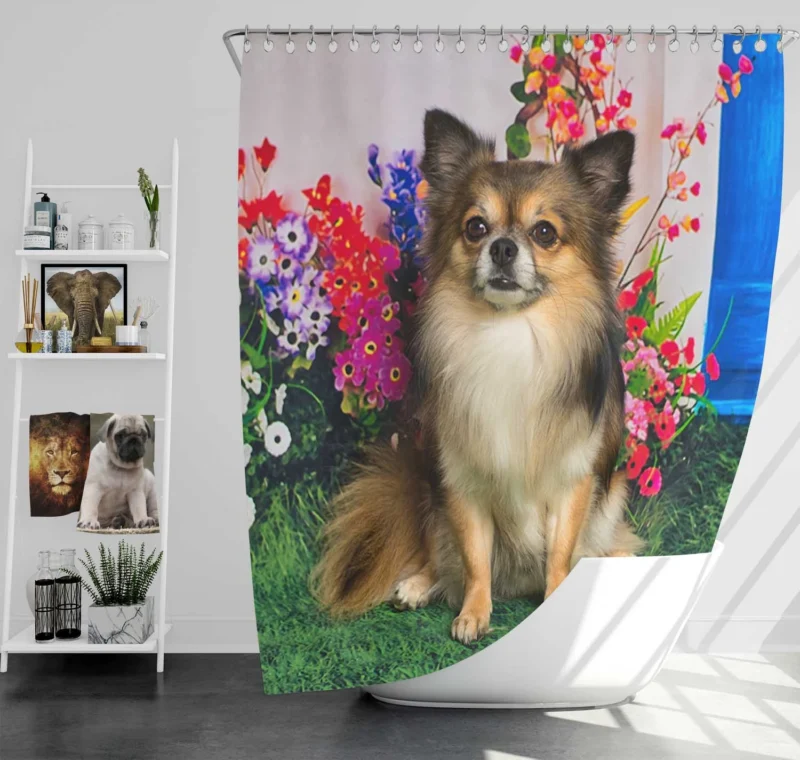 Petite and Precious: Chihuahua Quartet Shower Curtain