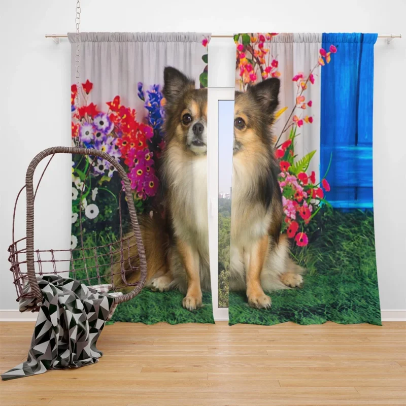 Petite and Precious: Chihuahua Quartet Window Curtain