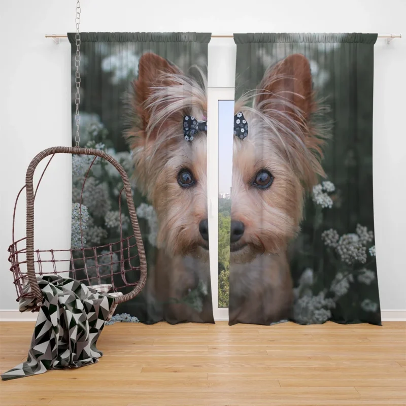 Pint-Sized Perfection: Yorkshire Terrier Quartet Window Curtain