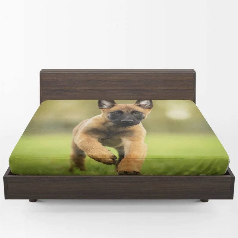 Playful Ba Malinois: Belgian Malinois Puppy Fitted Sheet 1