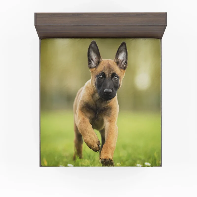 Playful Ba Malinois: Belgian Malinois Puppy Fitted Sheet