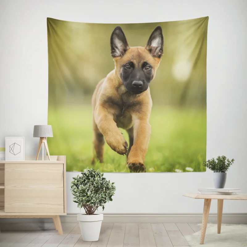 Playful Ba Malinois  Belgian Malinois Puppy Wall Tapestry