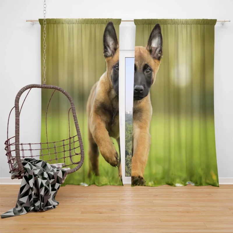 Playful Ba Malinois: Belgian Malinois Puppy Window Curtain