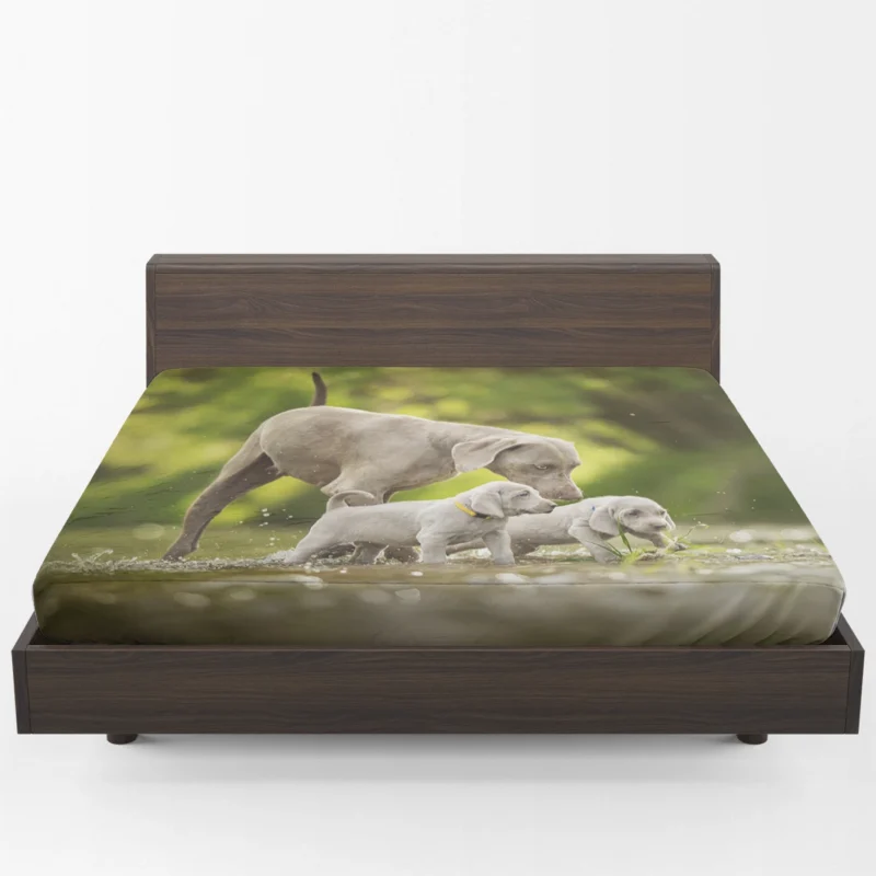 Playful Bauble of Canine Joy: Weimaraner Puppies Fitted Sheet 1