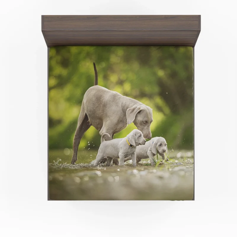 Playful Bauble of Canine Joy: Weimaraner Puppies Fitted Sheet