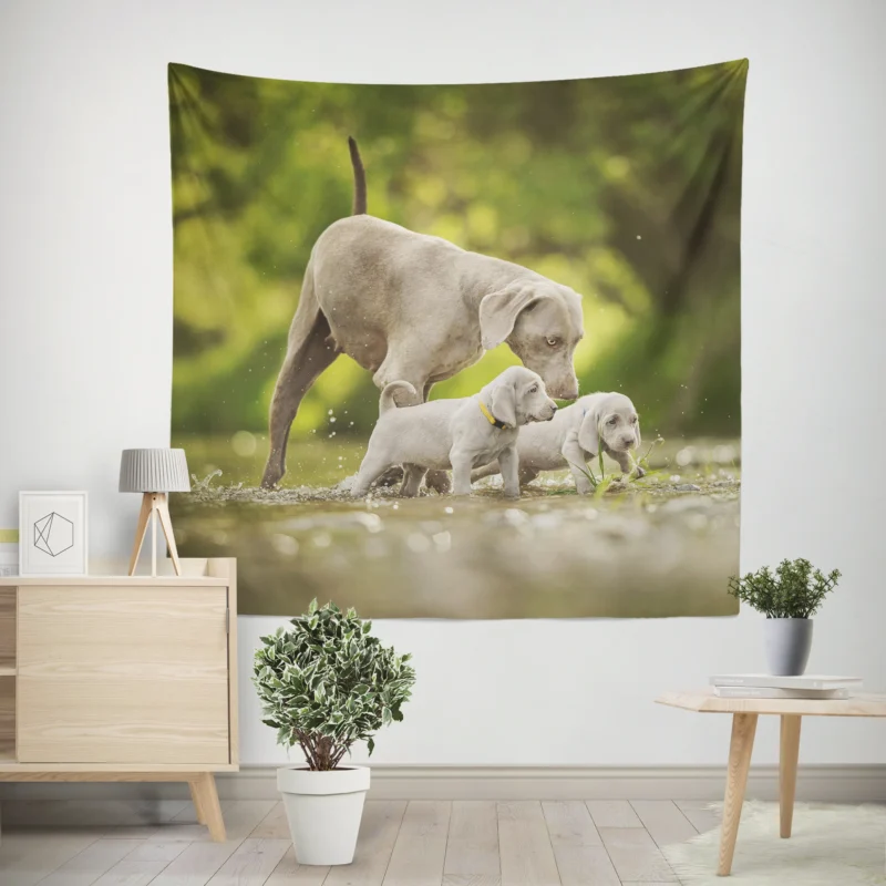 Playful Bauble of Canine Joy  Weimaraner Puppies Wall Tapestry