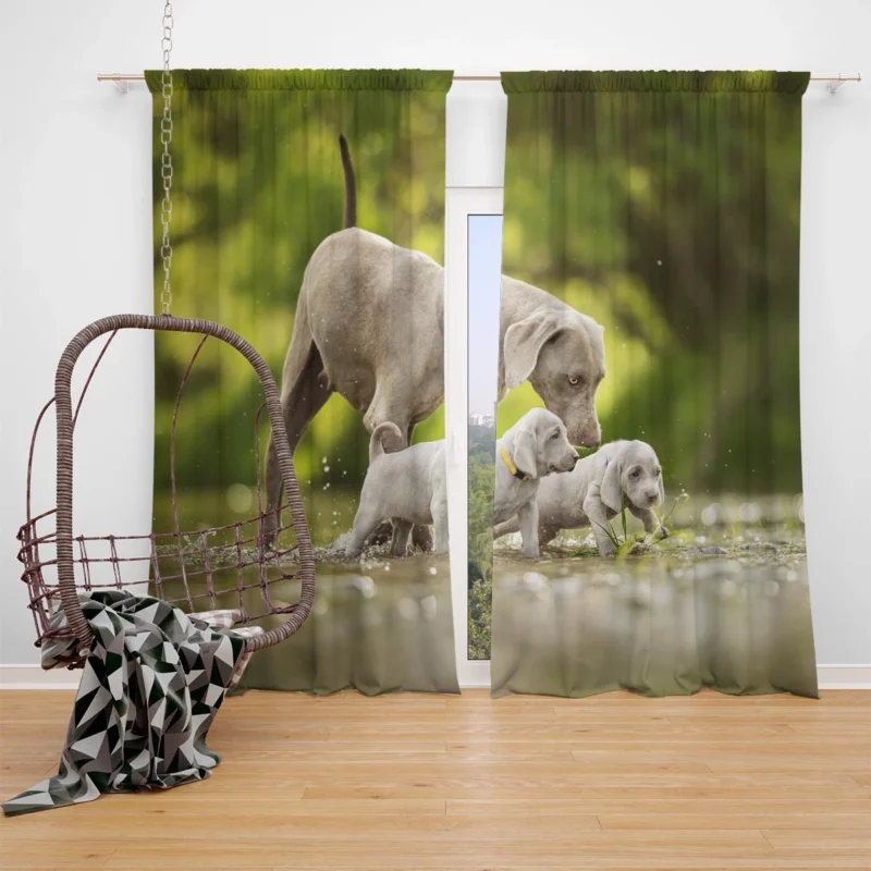 Playful Bauble of Canine Joy: Weimaraner Puppies Window Curtain