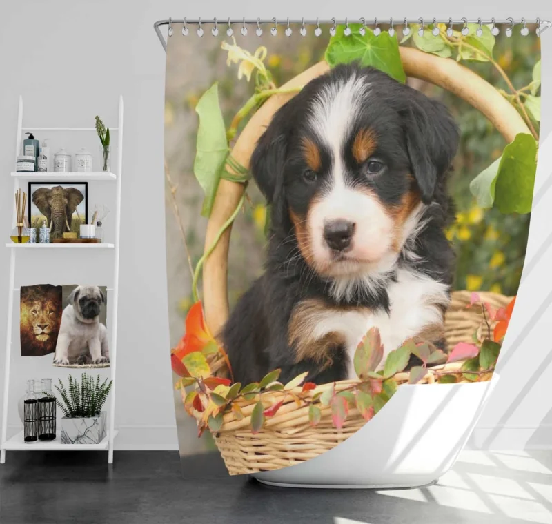 Playful Bernese Charm with Ba Pups: Bernese Mountain Dog Shower Curtain