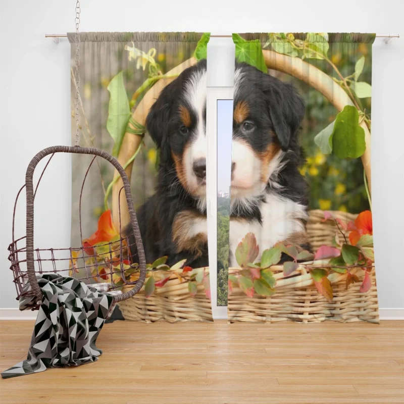 Playful Bernese Charm with Ba Pups: Bernese Mountain Dog Window Curtain